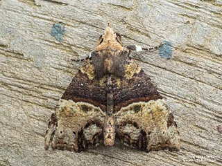 Snout moth (Acidon mediobrunnea) - P3092412