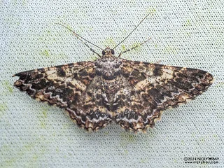 Geometer moth (Alcis praevariegata) - P3102731