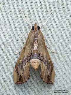 Pearl moth (Agathodes sp.) - P3103681