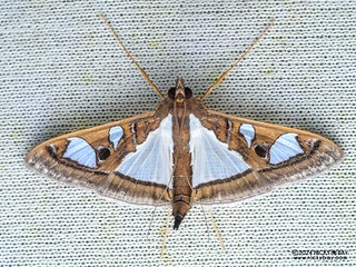 Pearl moth (Glyphodes bivitralis) - P3103647