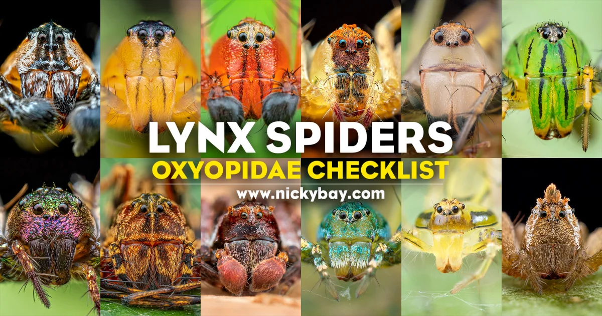Lynx Spiders: Oxyopidae Checklist