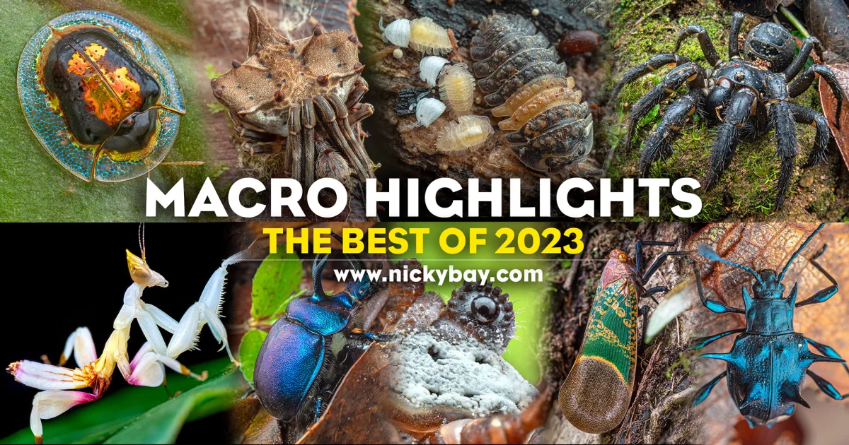 Macro Highlights – The Best of 2023