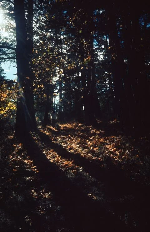 The Risks and Rewards of Experimental Photography: On the Edge of Loosing Memories and Finding a New Look With Provia 100F