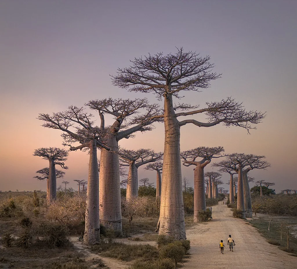 avenue of baobab trees in Madagascar,