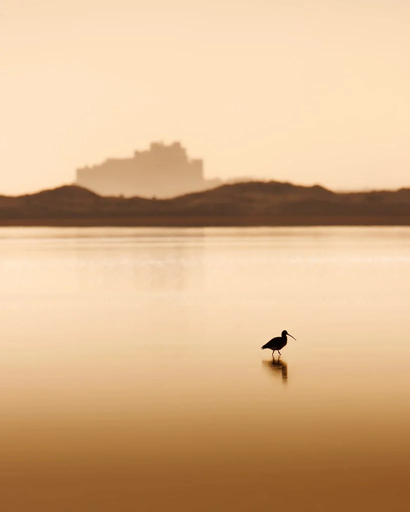 curlew in still lake with castle in the background