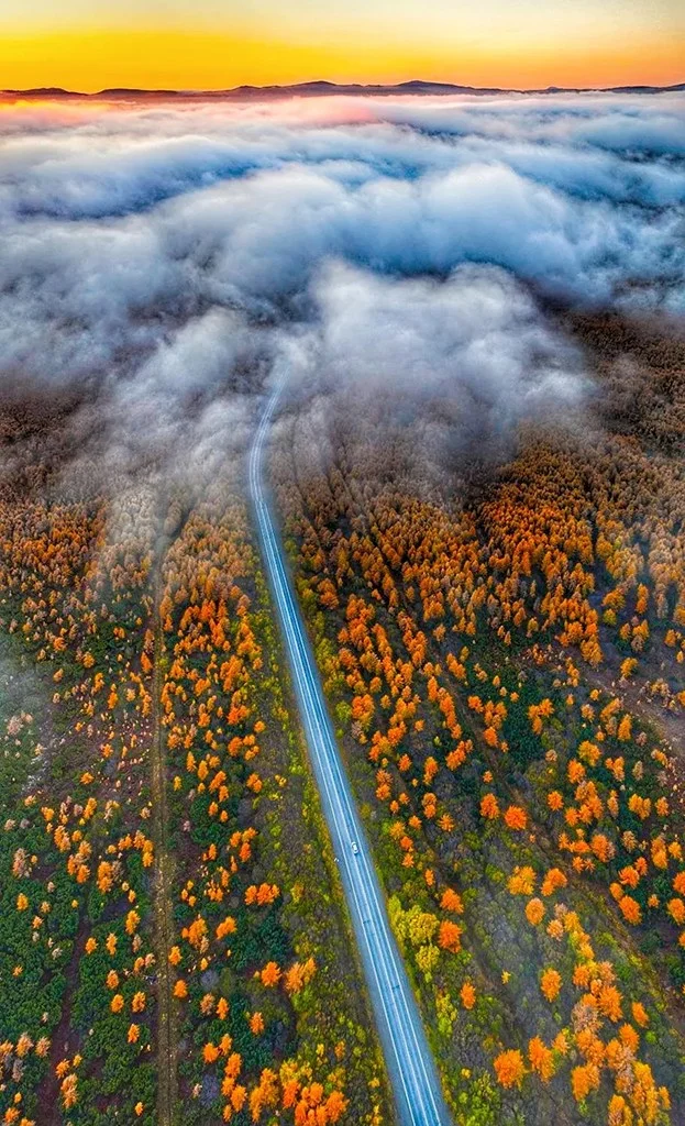 aerial photo of single road in orange tree landscape
