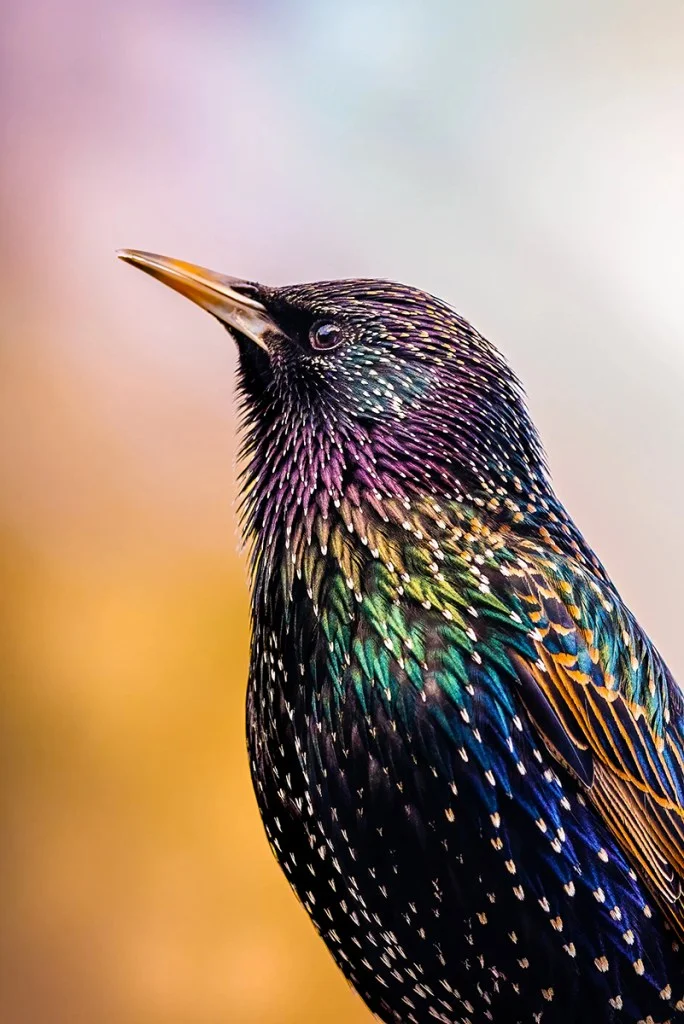 Side profile of a starling
