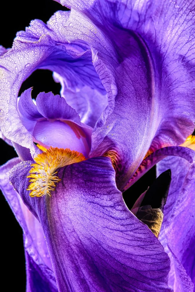 close-up photo of purple iris