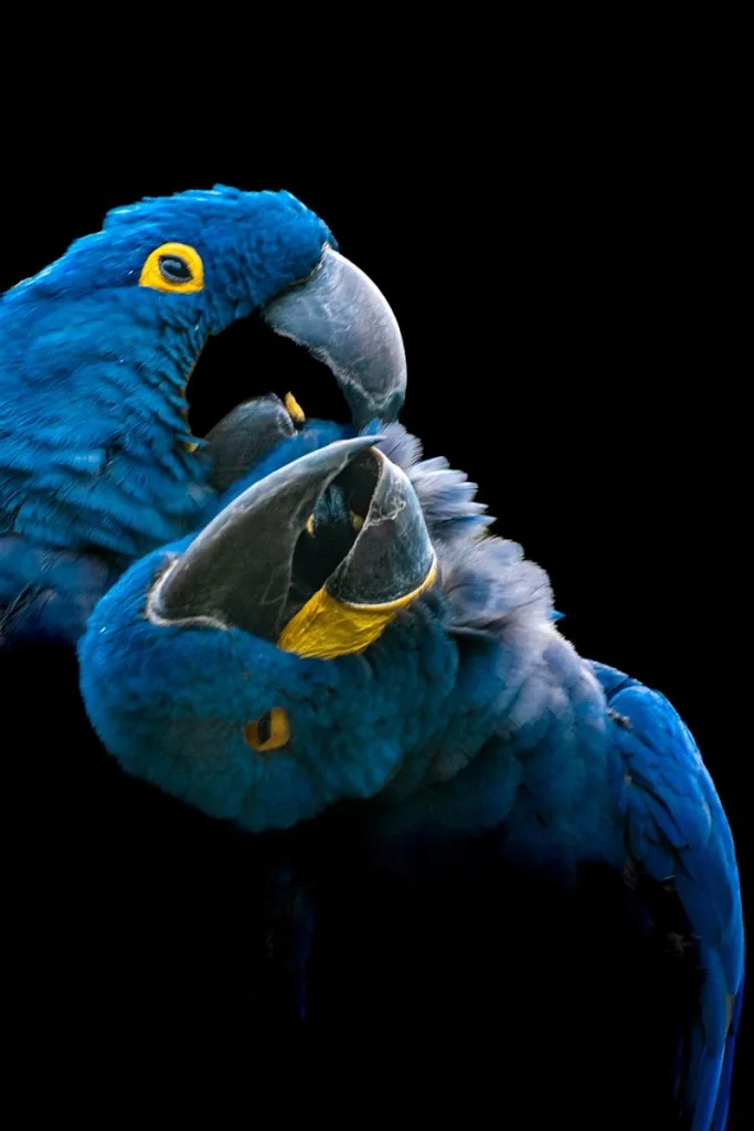photo of two blue parrots