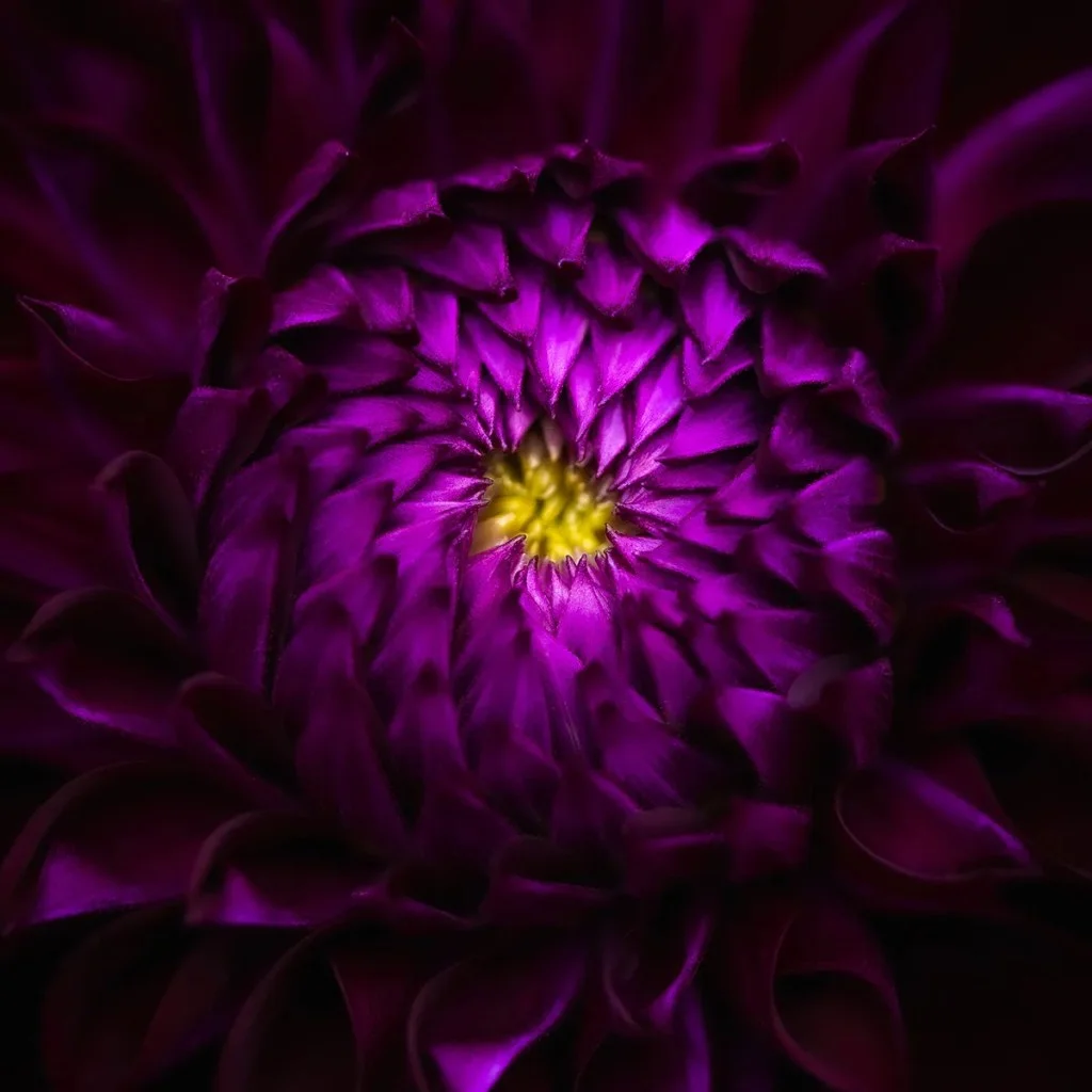 close up of opening purple dahlia bud