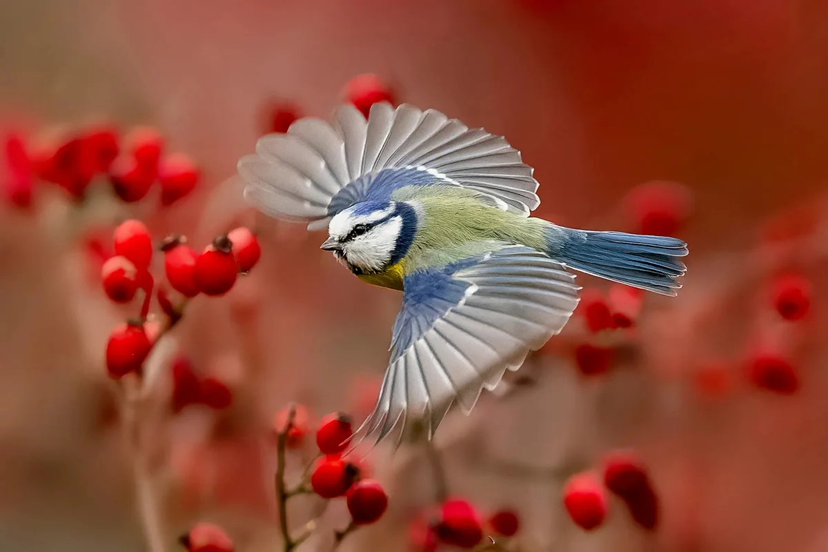 Remarkable Uses of Color in Photography from the International Amateur Photographer of the Year Competition 2026
