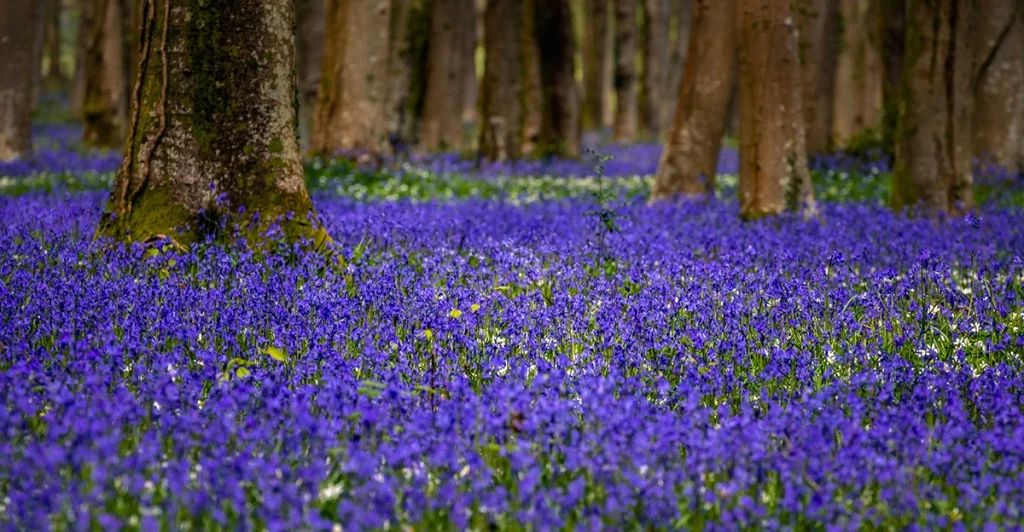 carpet of bluebells in a woods
