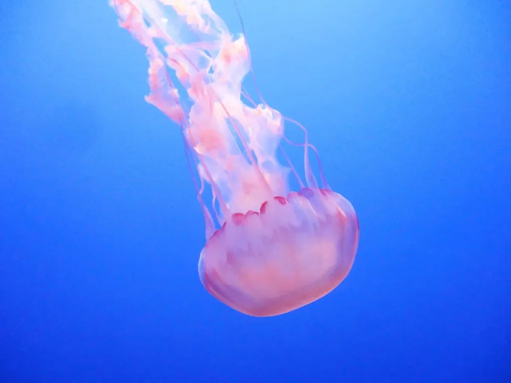 pink jellyfish against a blue background