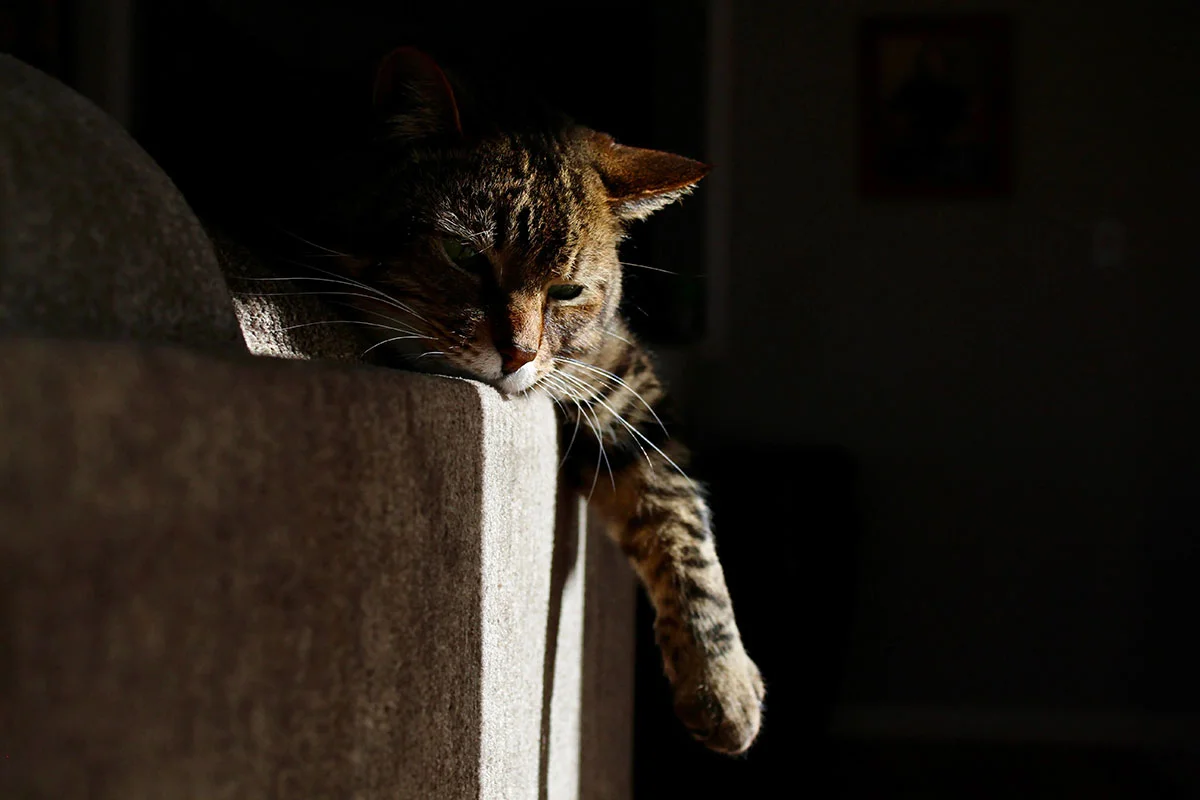 Capturing Feline Charm: Showcase of the Best Cat Photos from the International Amateur Photographer of the Year Competition