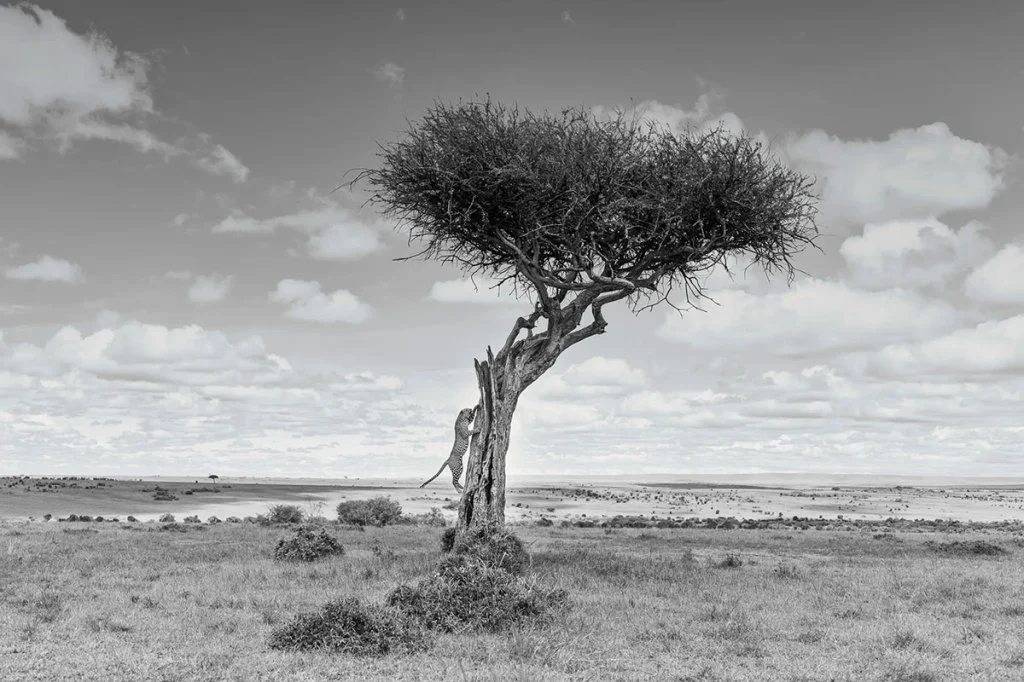 leopard on the side of a tree
