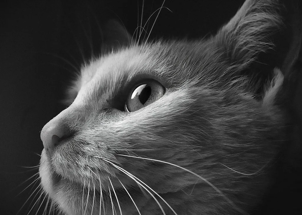side profile portrait of a cat