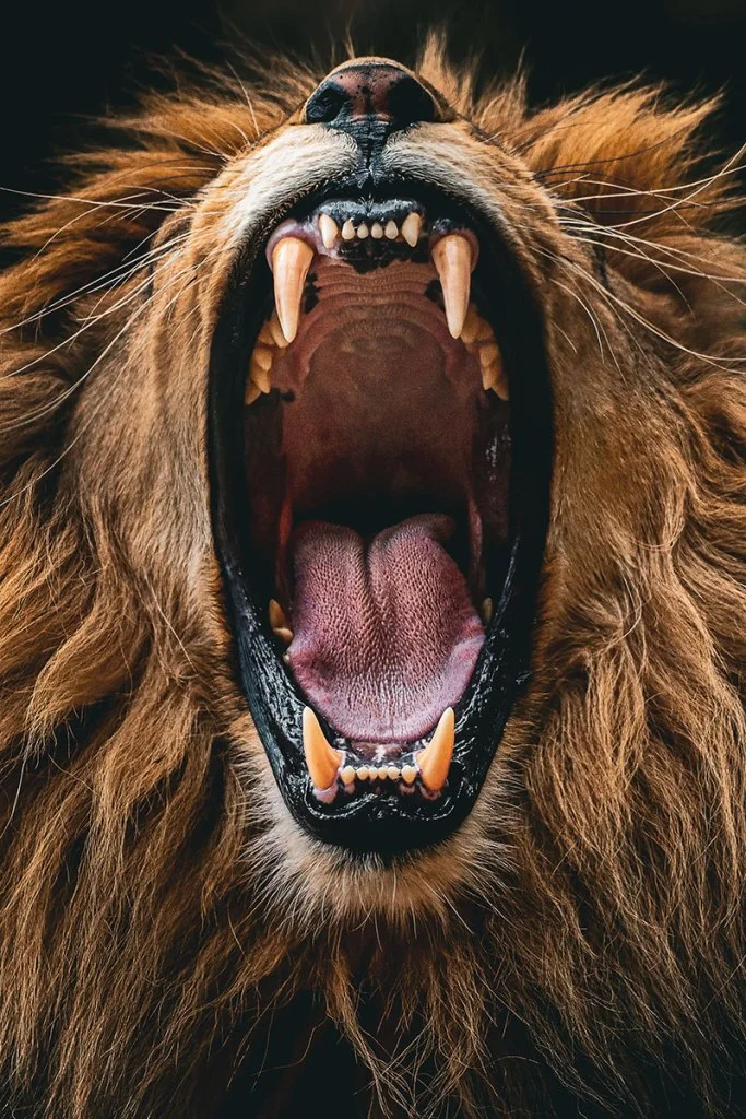 male lion mid yawn