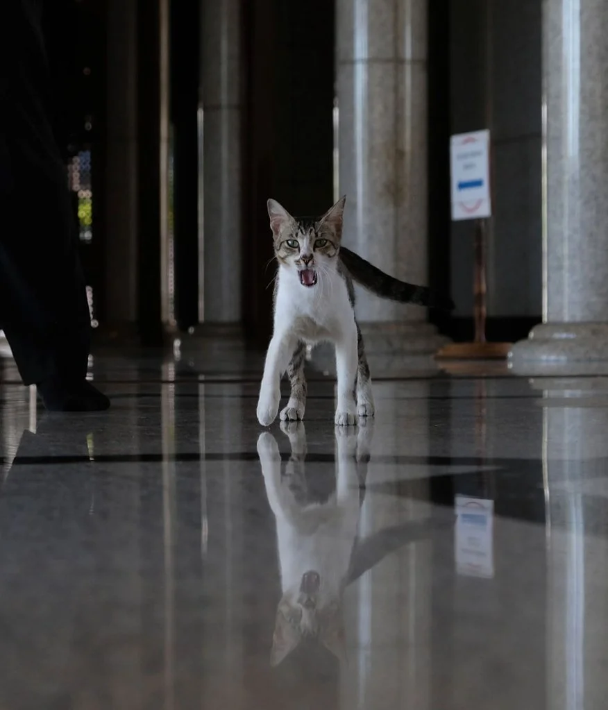 cat coming towards the camera with mouth open