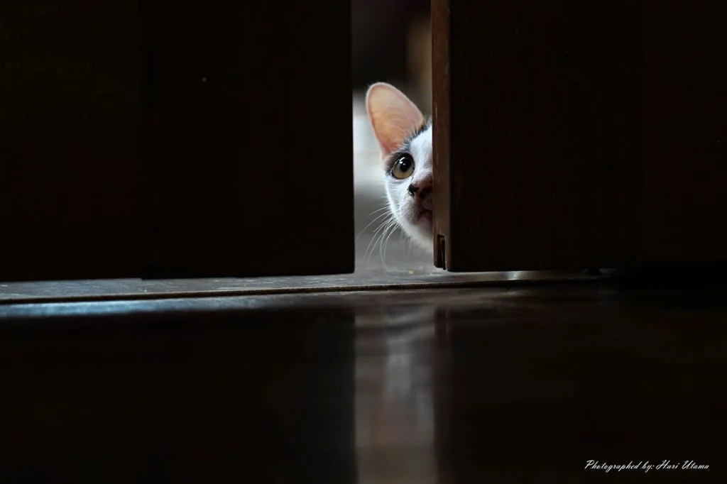 photo of a cat peeking through a crack in the door
