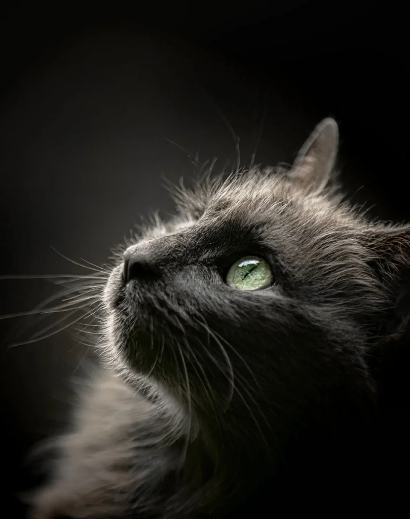 side profile portrait of a grey cat