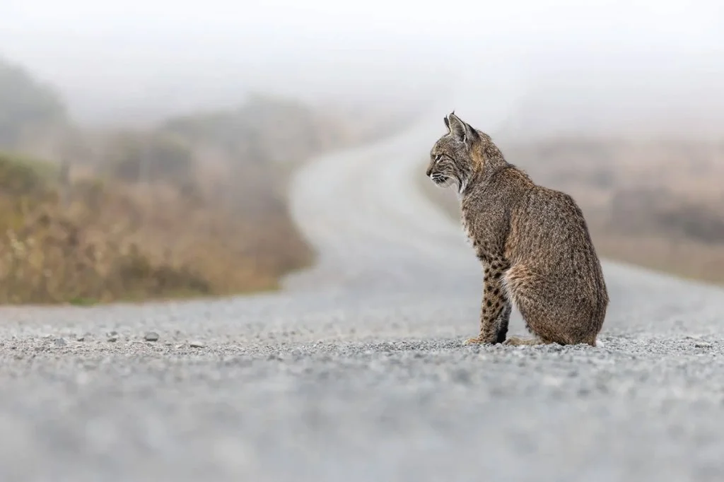 bobcat sat in the road
