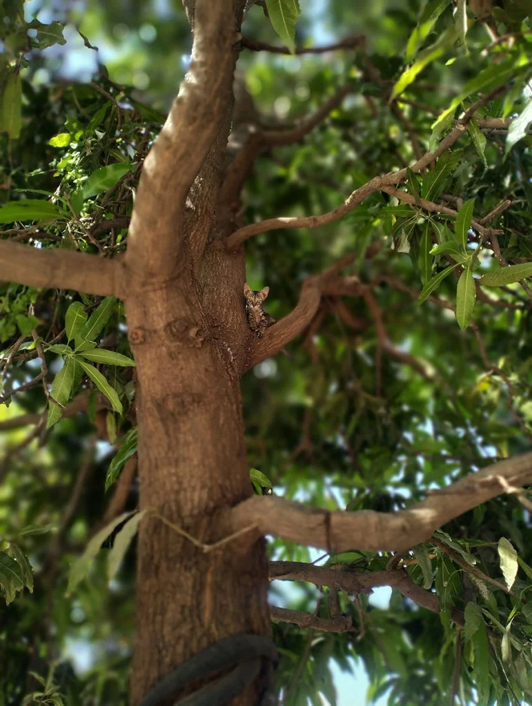tiny kitten sits perched in a tree