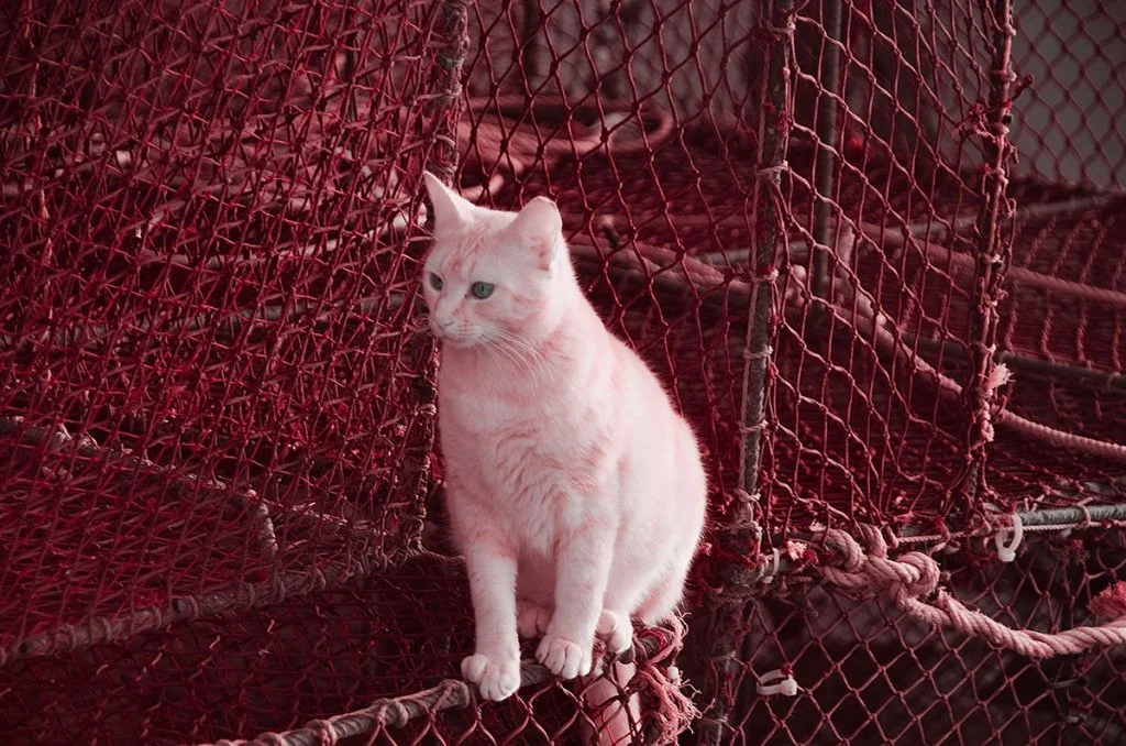 photo of a cat sat on fishing nets taken in infrared