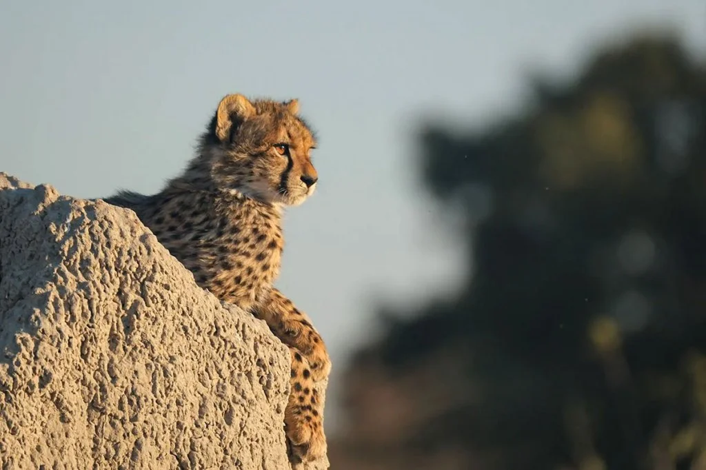 cheetah cub on a rock