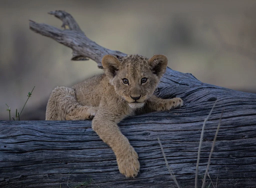 A lion cub rests on a fallen log in Botswana's Okavango Delta, pausing to observe its surroundings while remaining close to its pride.