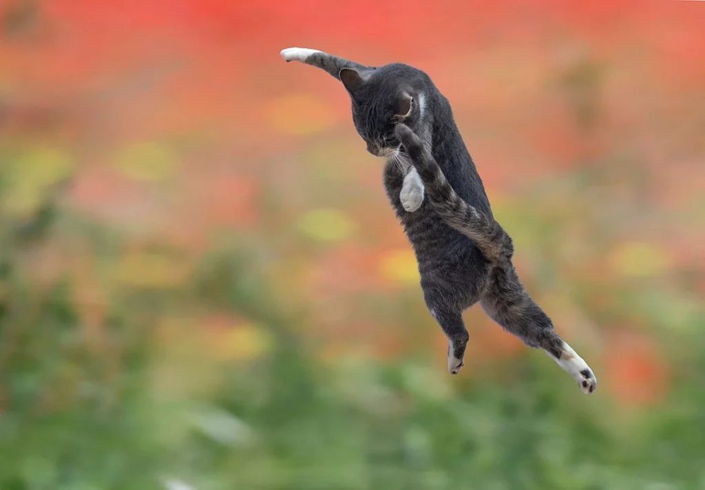 black cat mid jump