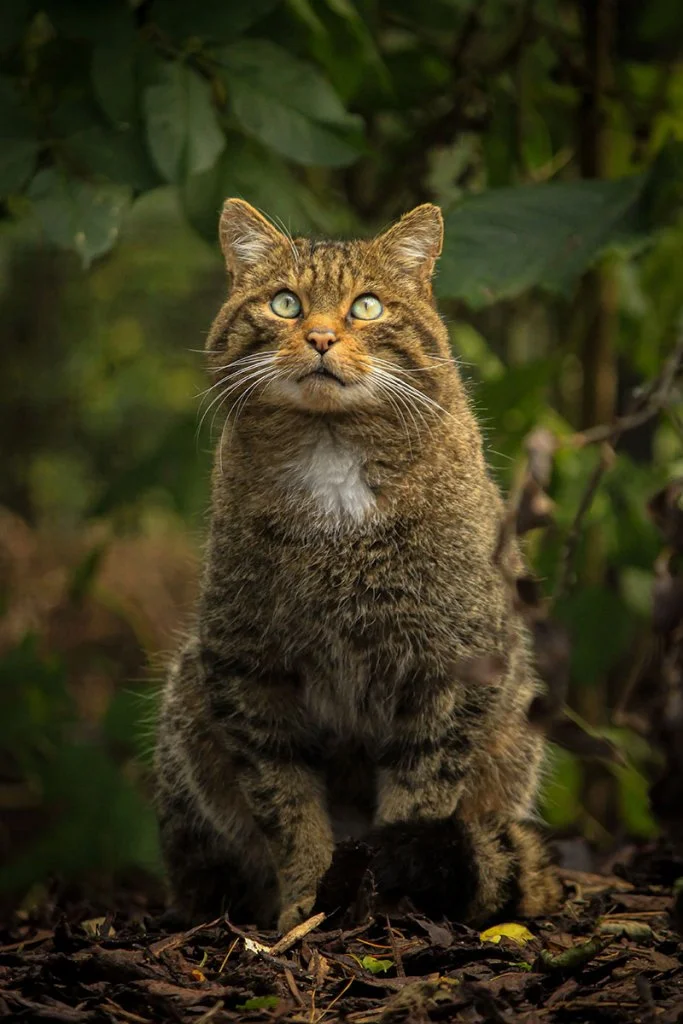 portrait of a scottish wildcat