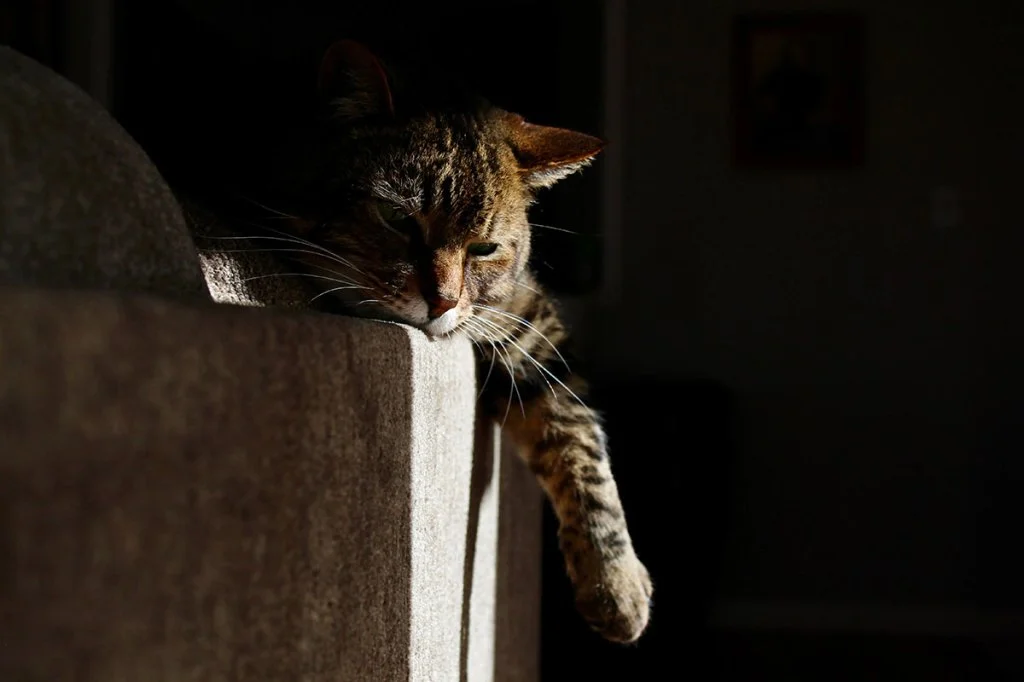 sleepy cat in the sun