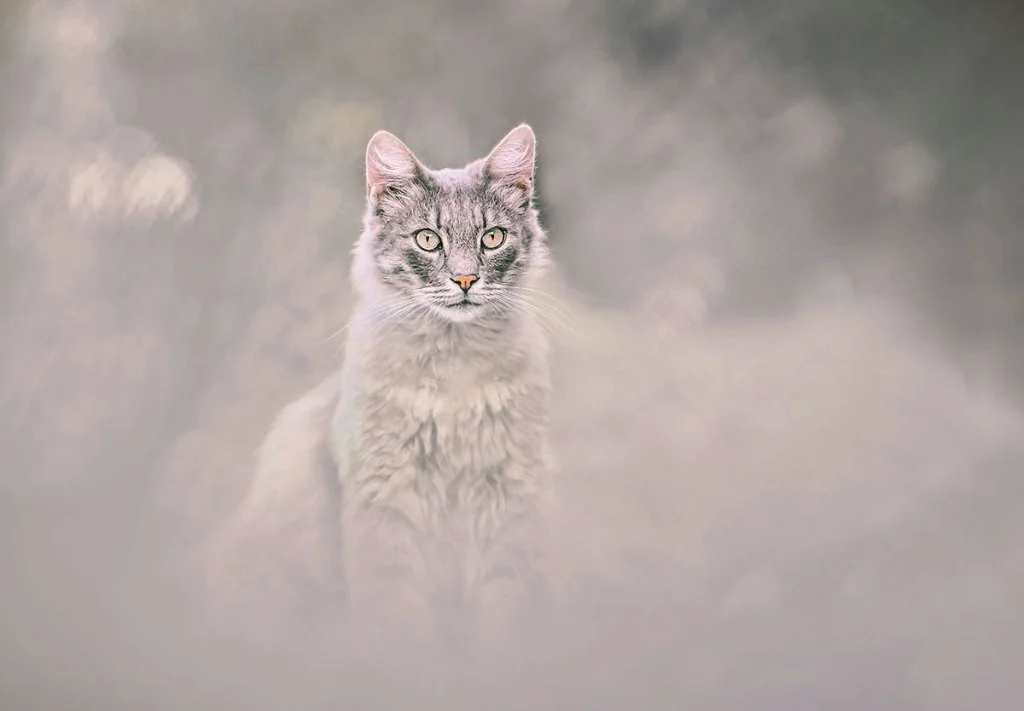 portrait of a cat in a garden