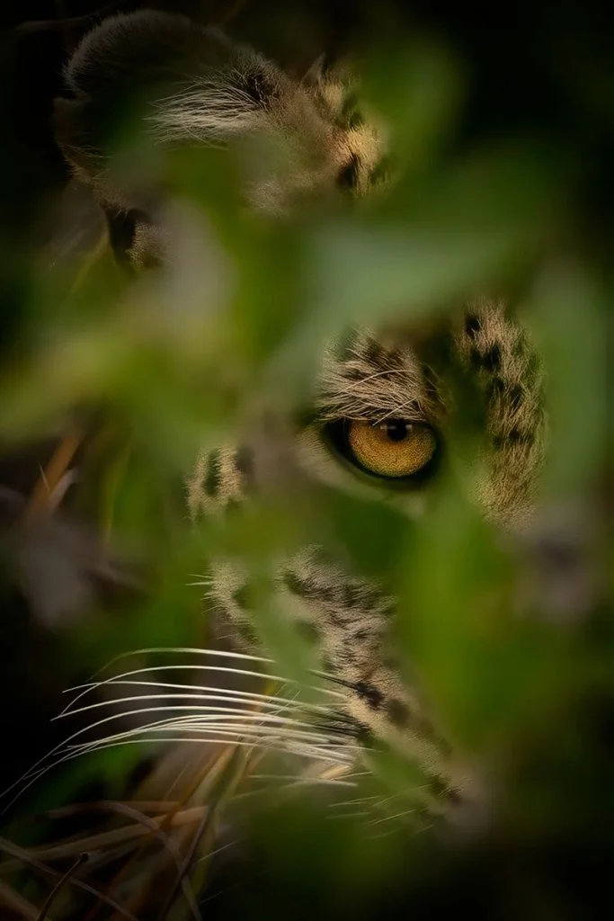 portrait of a female leopard watching through a bush