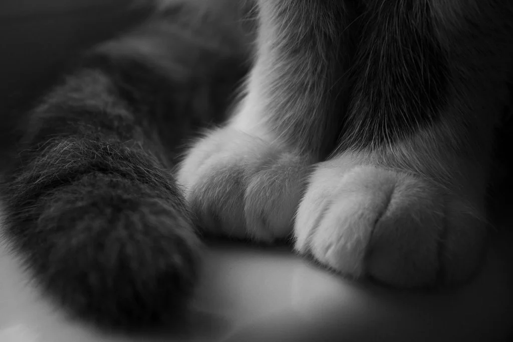close up photo of cat paws and tail