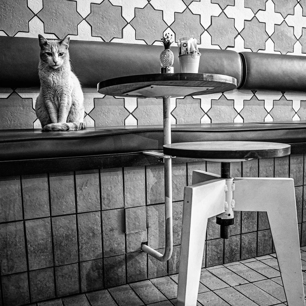 black and white photo of a cat at a table in a restaurant