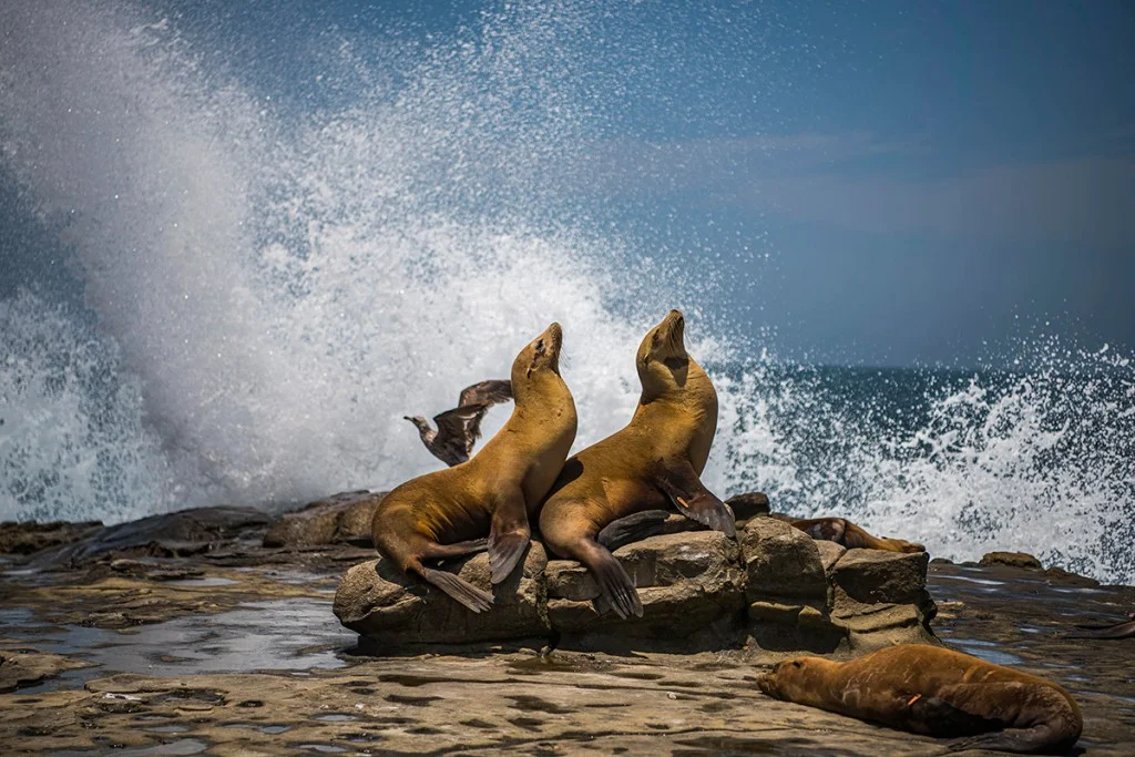 a couple of sea lions sit sunbathing on a rock
