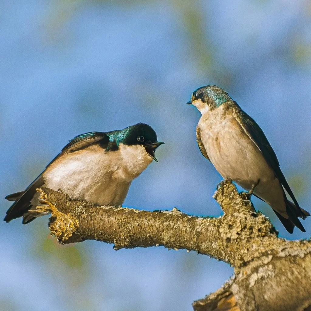 two tree swallows arguing