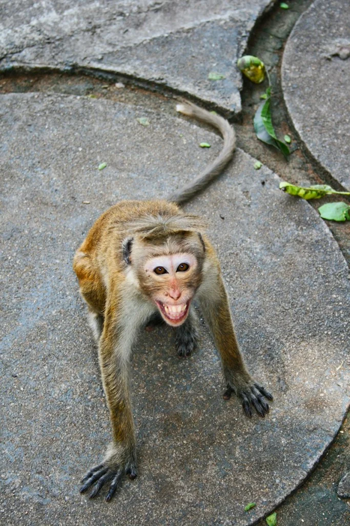 grinning monkey