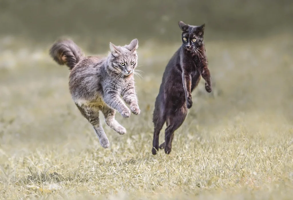 two jumping cats