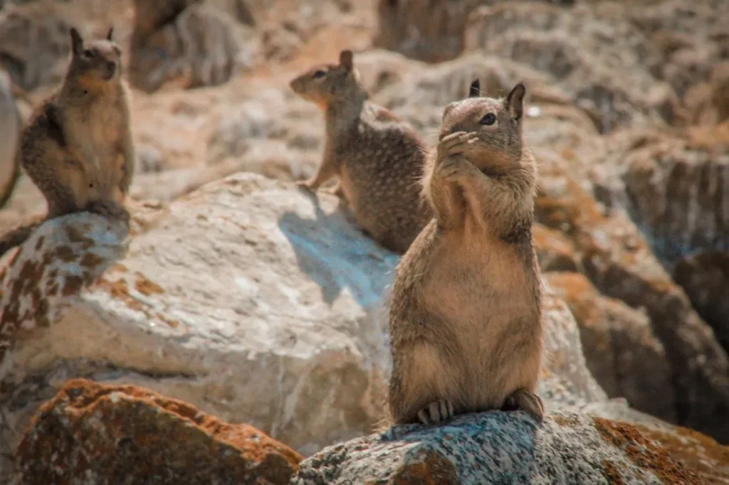 three squirrels gossiping