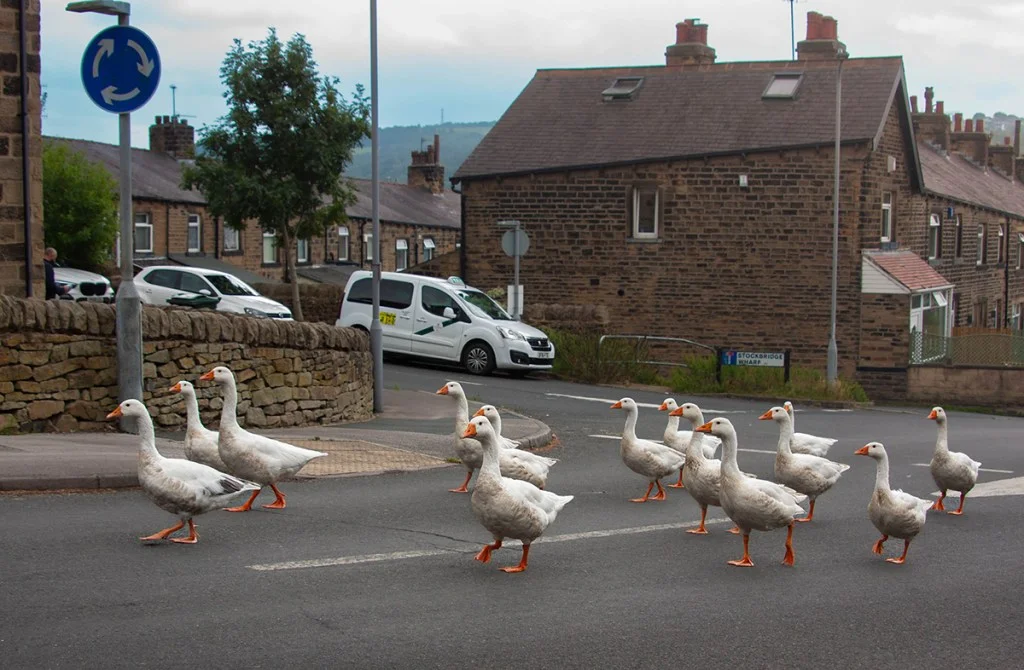 A flock of geese holding up traffic as they march to the local canal