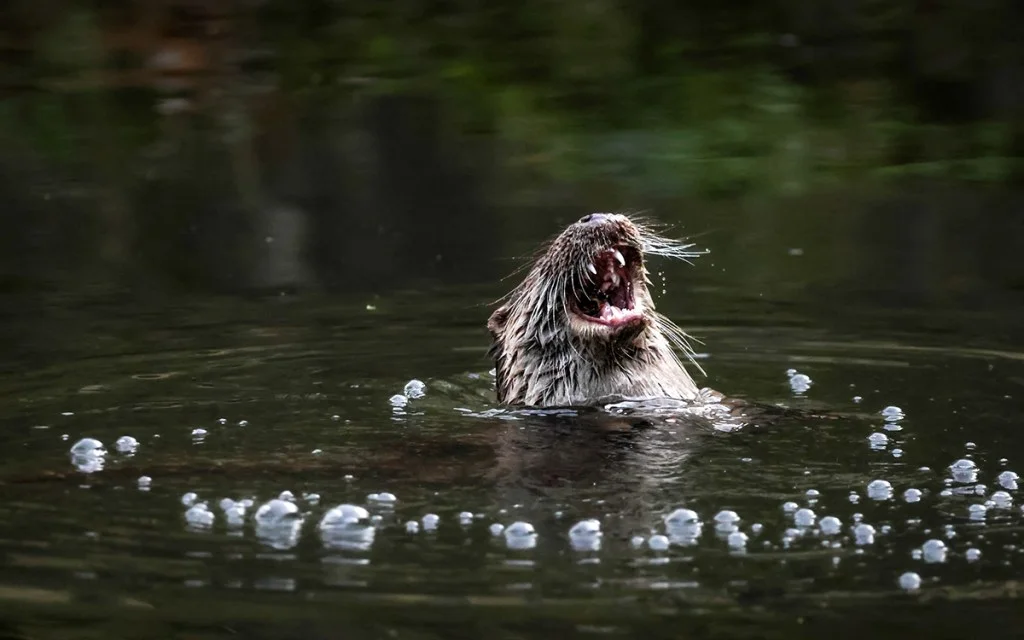 otter in the water laughing