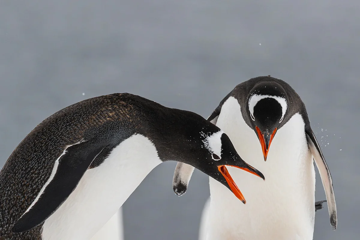 Delightful Animal Portraits: Capturing Humor and Joy in Wildlife Photography
