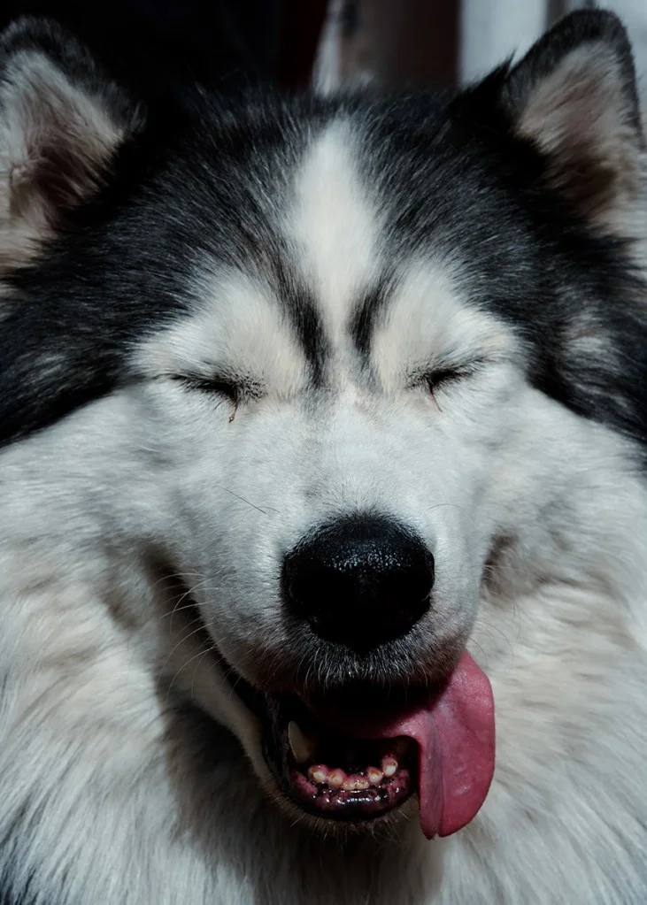 tongue out expression by a Malamute