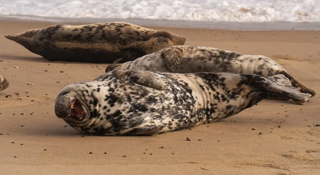 a seal on the norfolk coast appears mid-laugh