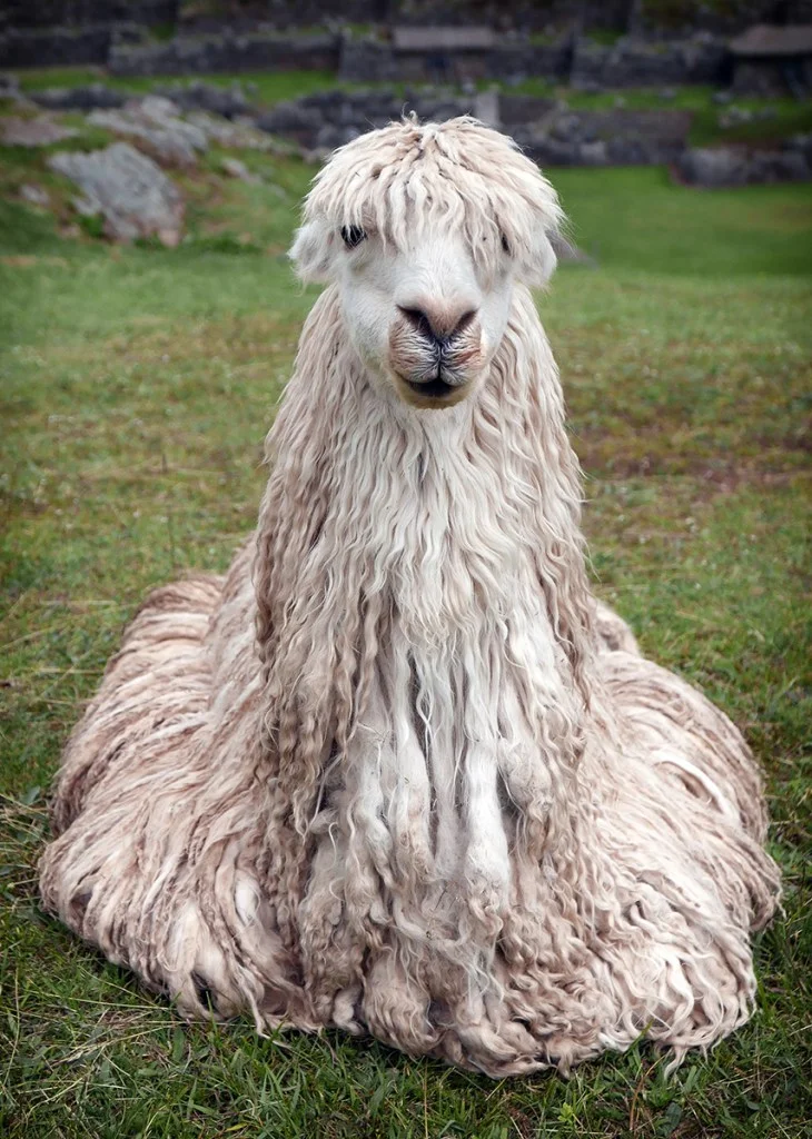 A wooly llama in the hills above Cusco