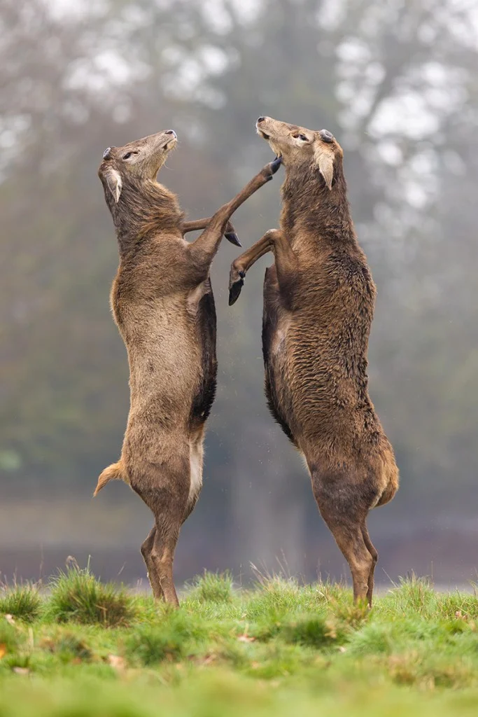 two stags without antlers boxing