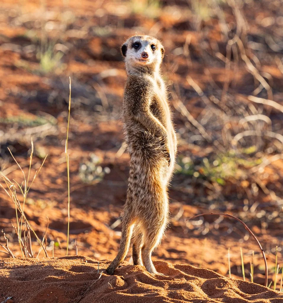 posing meerkat
