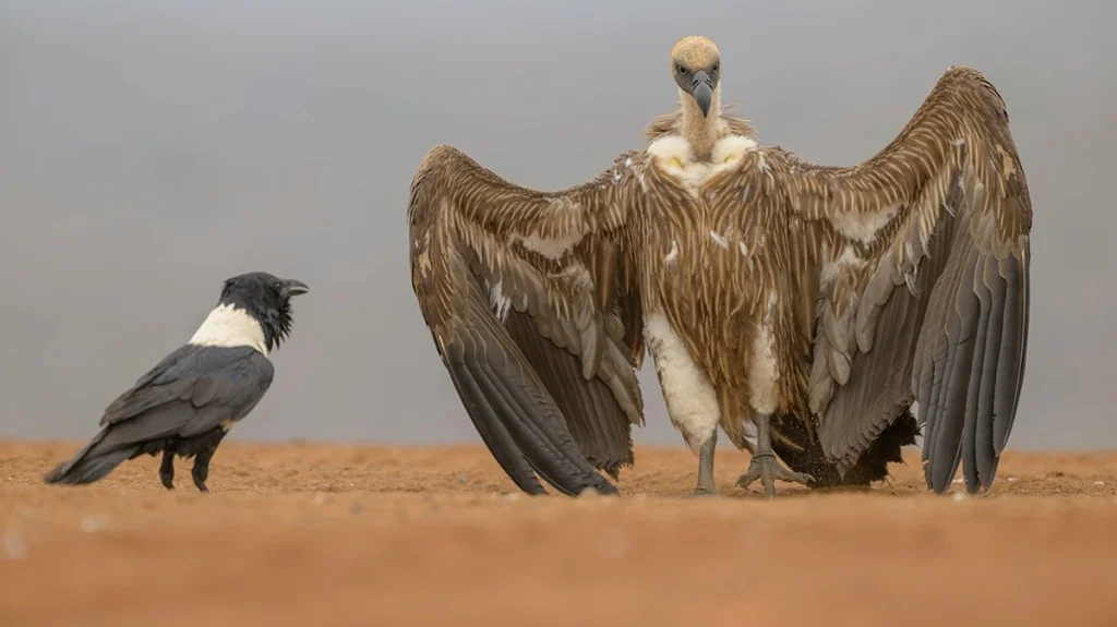 White-backed vulture asserts its dominance over a pied crow during a feeding encounter in South Africa